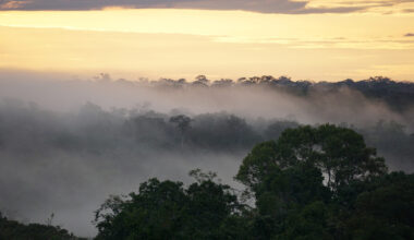treetops with mist and distant clouds