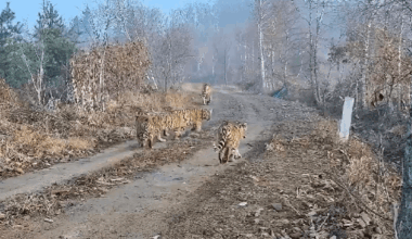“6 Wild Tigers In One Frame”: First-Of-Its-Kind Footage Captures Amur Tiger Mother With 5 Cubs In China