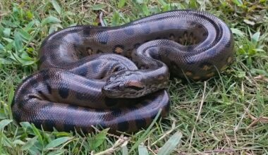 Anacondas Are the Rare Prehistoric Giants That Never Shrank, Ssssstudy Reveals