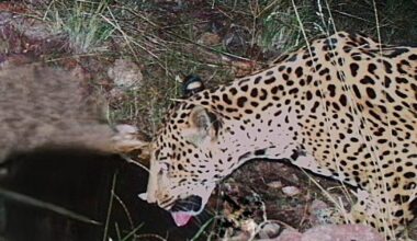 Jaguar spotted at watering hole in Arizona, 5th endangered cat seen in area over last 15 years