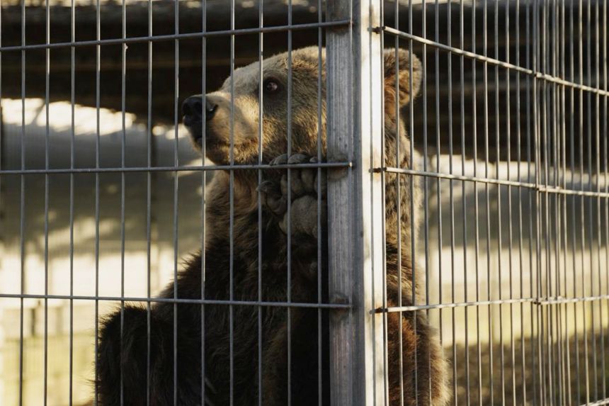 Flora, a 2-year-old bear, stands in her enclosure in Albania in this photo released on December 16.