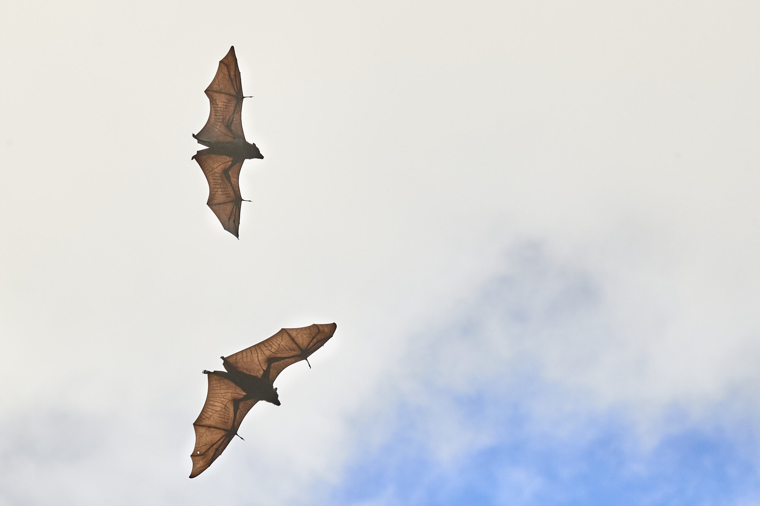 Migrating bats ©Peter J. Hudson