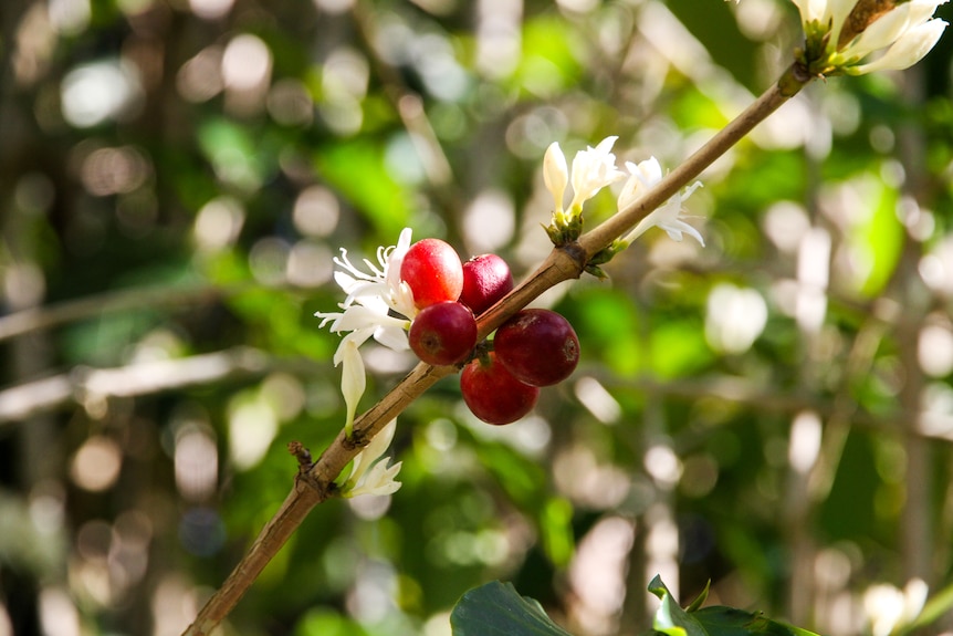 A branch with five red coffee cherries and white coffee blossoms.