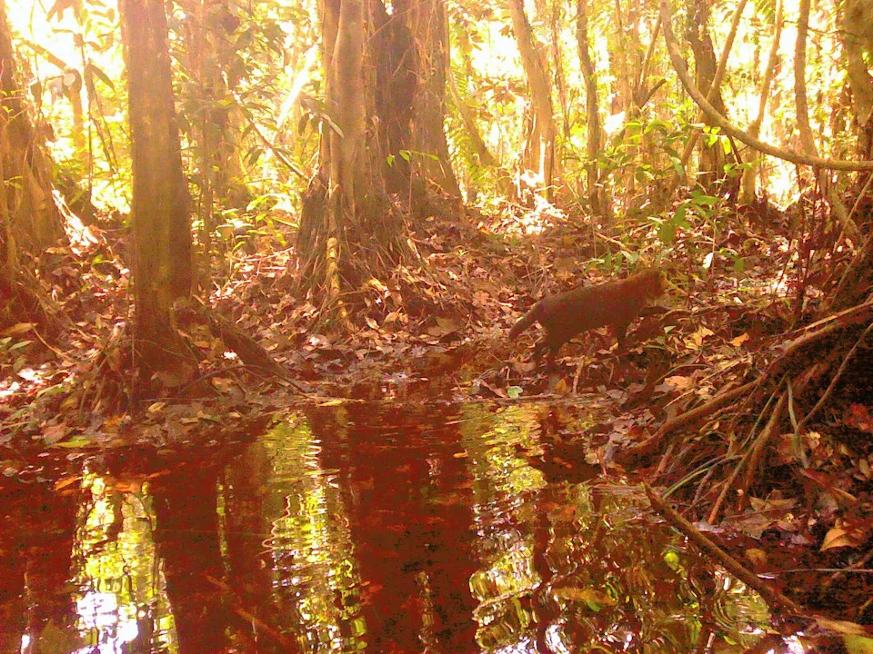 DNP/Panthera Thailand