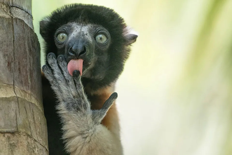 Liliana Luca/Nikon Comedy Wildlife Awards Liliana Luca's hilarious image of a lemur licking its finger