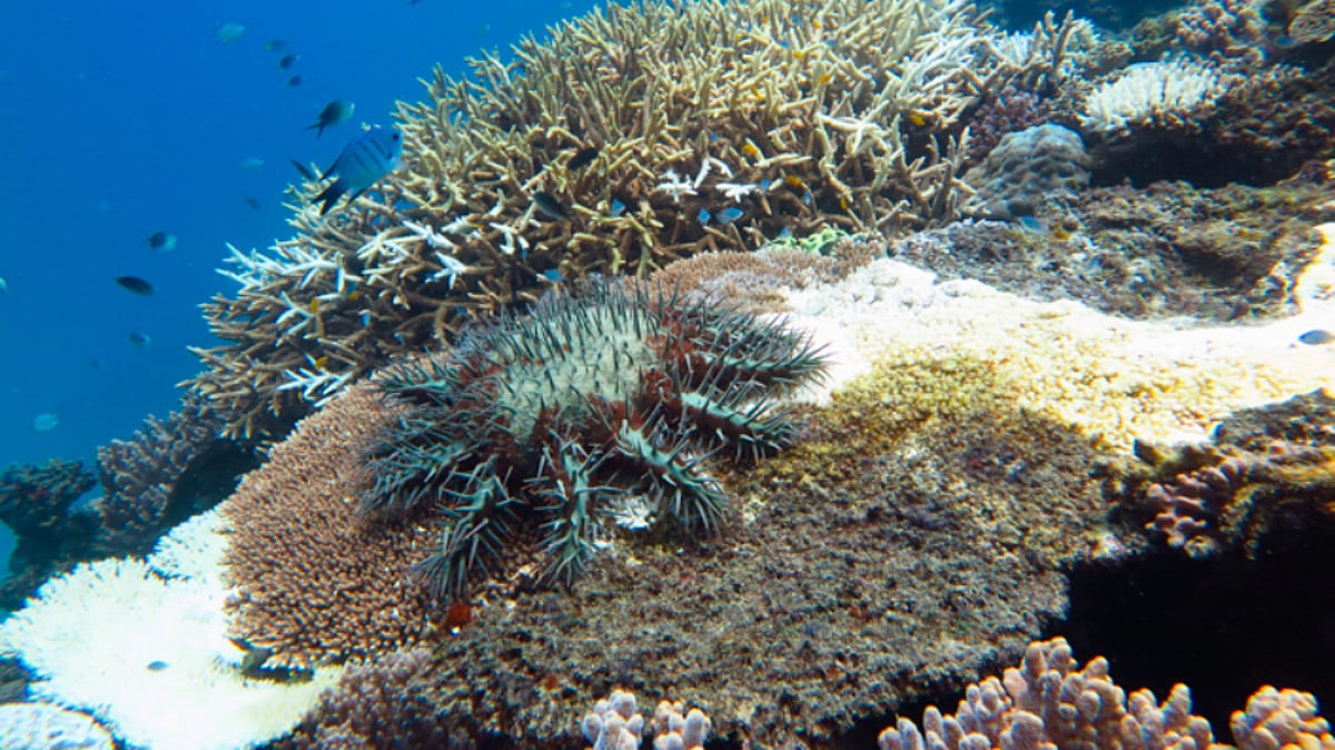 Protecting fish on the Great Barrier Reef prevents starfish outbreaks