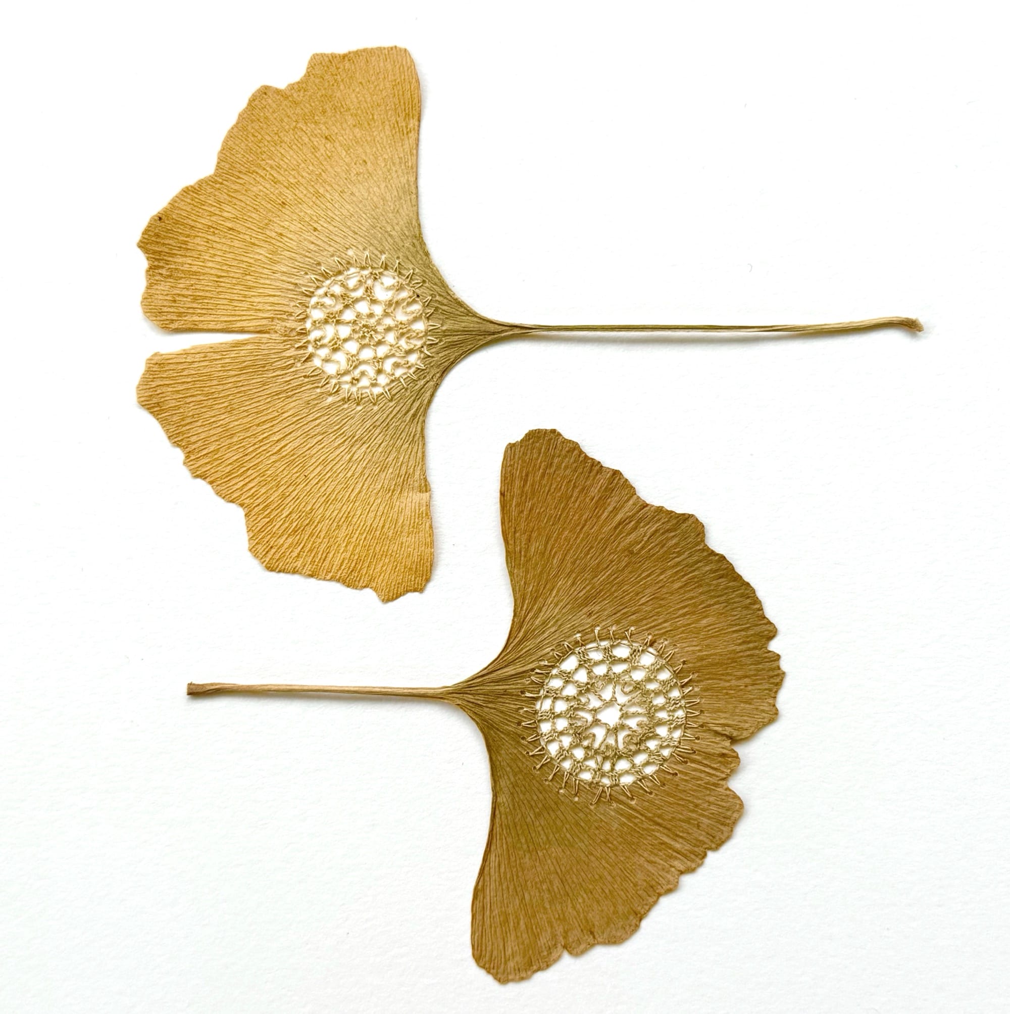 A detail of a composition by Susanna Bauer of two gingko leaves, each with a small circular void cut out of the middle and filled with lace