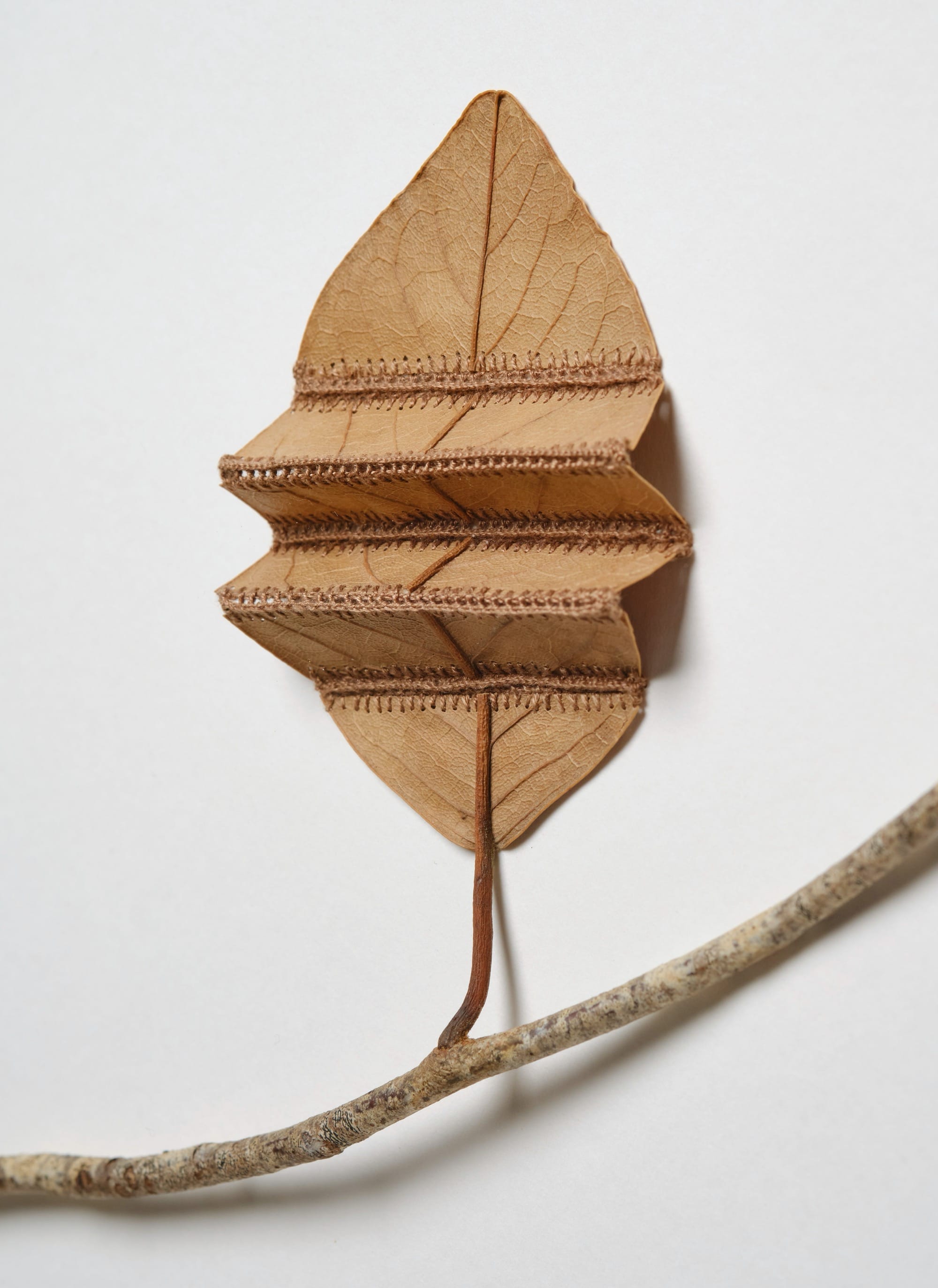 A detail of a composition by Susanna Bauer of a magnolia leave that has been cut and stitched together with two accordion-like folds