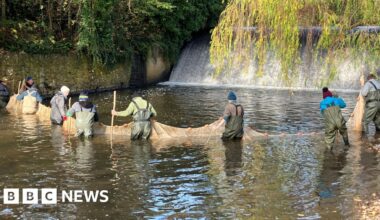 Salmon functionally extinct in Devon river due to weir, says charity