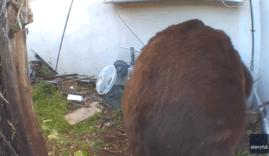 GIF of bear crawling in and out of crawl space.