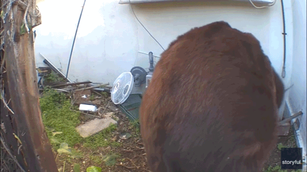 GIF of bear crawling in and out of crawl space.