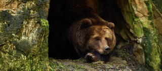 A Bear’s Den and a Spaceship May Have More in Common Than You Think | Office for Science and Society