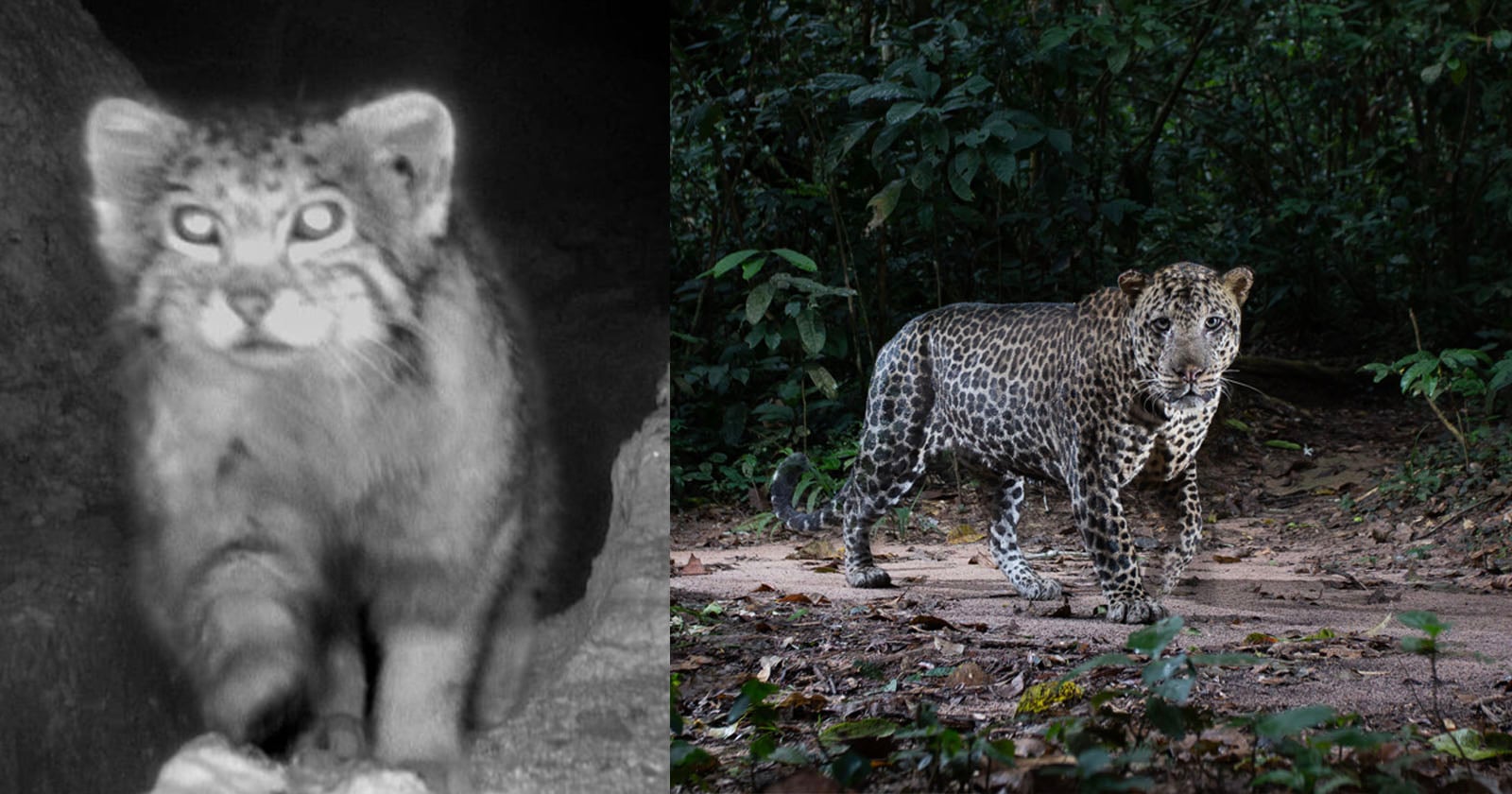 Side-by-side images: on the left, a blurry black-and-white night photo of a leopard cub; on the right, a clear color photo of an adult leopard standing on a forest floor with green foliage in the background.