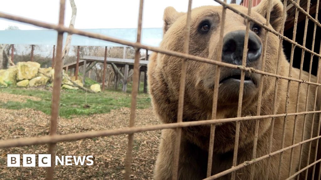 Rescued bears are 'thriving', sanctuary says