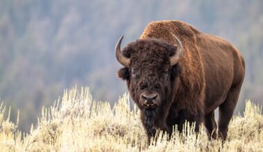 A TikTok video shows a woman getting hurt while trying to pet a bison, offering a painful lesson for everyone.