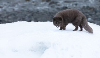 Blue Morph Arctic Foxes: Up To 5 Percent Of Coastal Arctic Foxes Are Actually Slate Blue, Not White
