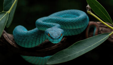 rare blue pit viper snake