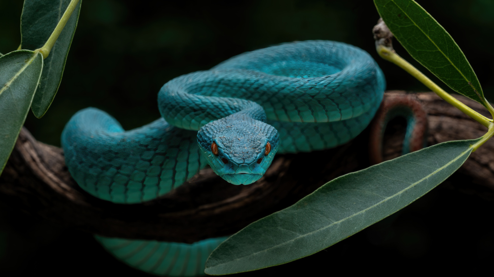 rare blue pit viper snake