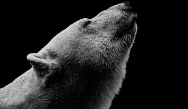 Polar Bears May Be Evolving to Survive in a Warmer World : ScienceAlert