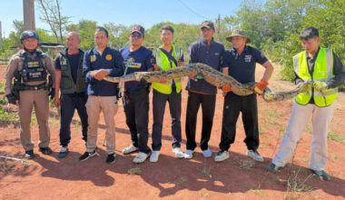 Giant python caught after swallowing dog Bangkok Post Learning