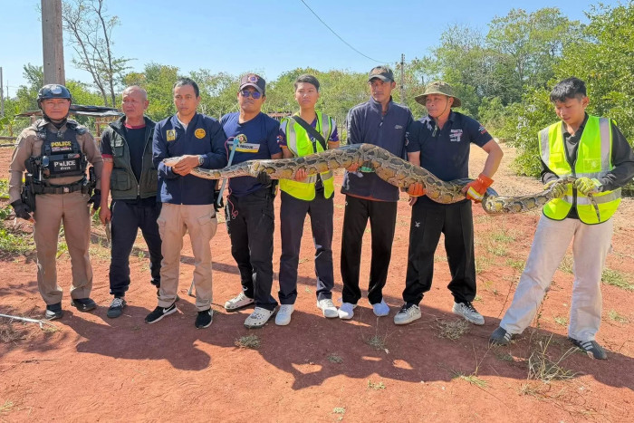 Giant python caught after swallowing dog Bangkok Post Learning