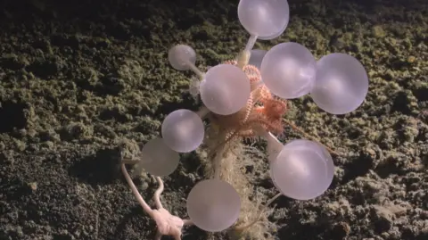 Jialing Cai/The Nippon Foundation-Nekton Ocean Census/Schmidt Ocean Institute The death-ball sponge has glowing white orbs at the end of long appendages. Its main body is orange and covered in small hooks. The sponge is on a sandy seabed.