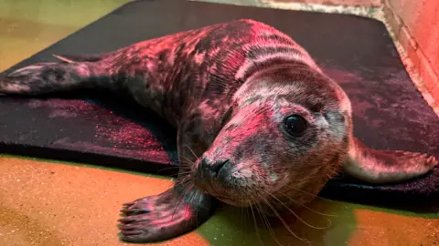 RSPCA West Hatch A grey seal pup sitting on a black mat under and red heat lamp