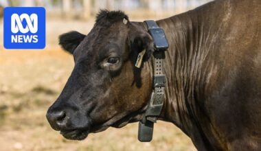 Virtual fencing is now legal in NSW. This is what you need to know