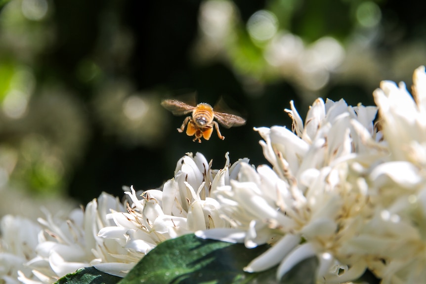 A honey bee with orange pollen sacs flies over white coffee flowers.