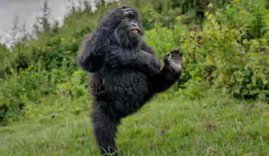 Gorilla Dancing in a Forest Wins Comedy Wildlife Photo Awards 2025: 'His Performance Was Pure Joy'