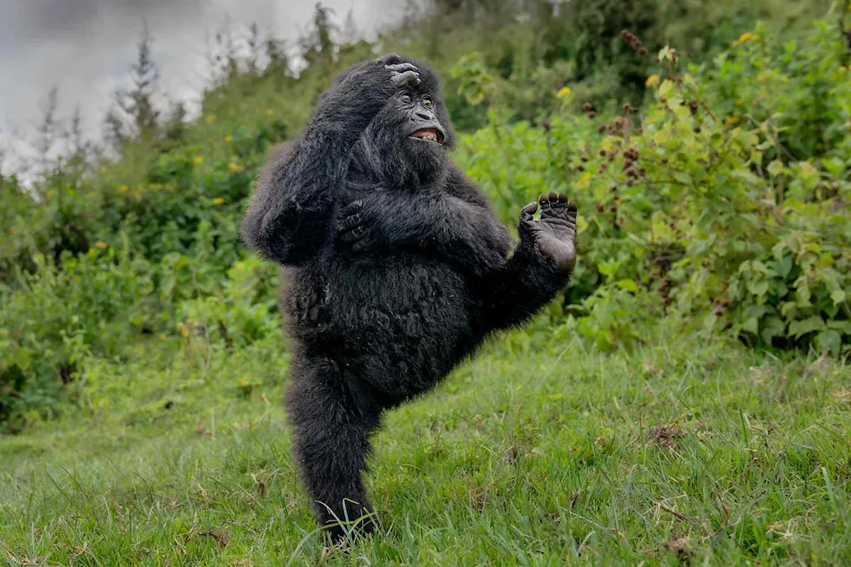 Gorilla Dancing in a Forest Wins Comedy Wildlife Photo Awards 2025: 'His Performance Was Pure Joy'
