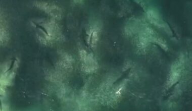 Dozens of sharks in the shallows at NSW beach - Brisbane Times