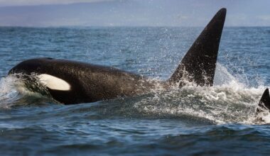 Moss Landing, California, May 2023: Close up of Killer or Orca Whales breaching the water not far outside Moss Landing taken from an early May whale watch tour.