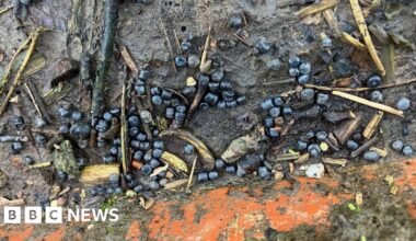 Why are there so many 'hazardous' plastic beads in River Irwell?