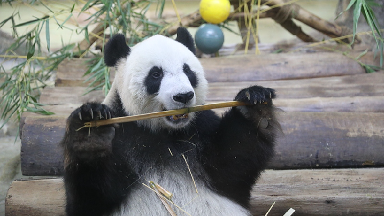 Live: Endearing moments of giant pandas in S. China's Hainan Province