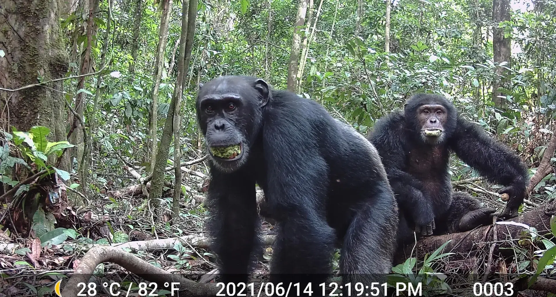 Wild chimps consume more alcohol than anyone expected