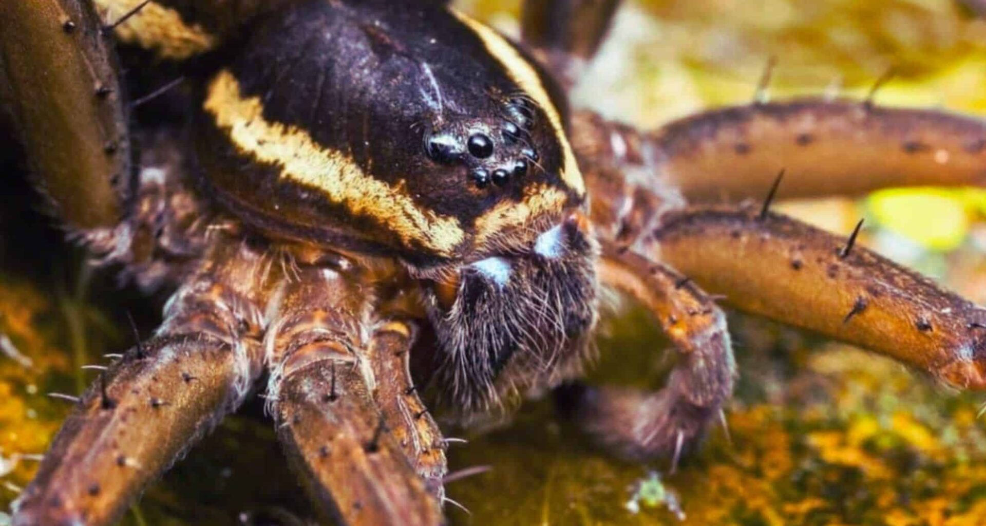 Close Up Image Of A Raft Spider
