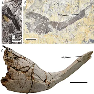 Mawsoniid coelacanth bones from the postcranial skeleton. A, BRSMG Cg3102, neural spine exposed in lateral view; B, NMW2020.14G.7, right clavicle from a large mawsoniid exposed in lateral view; C. FC-DPV 2341/2977, right clavicle of Mawsonia gigas in lateral view, for comparison. Credit: University of Bristol