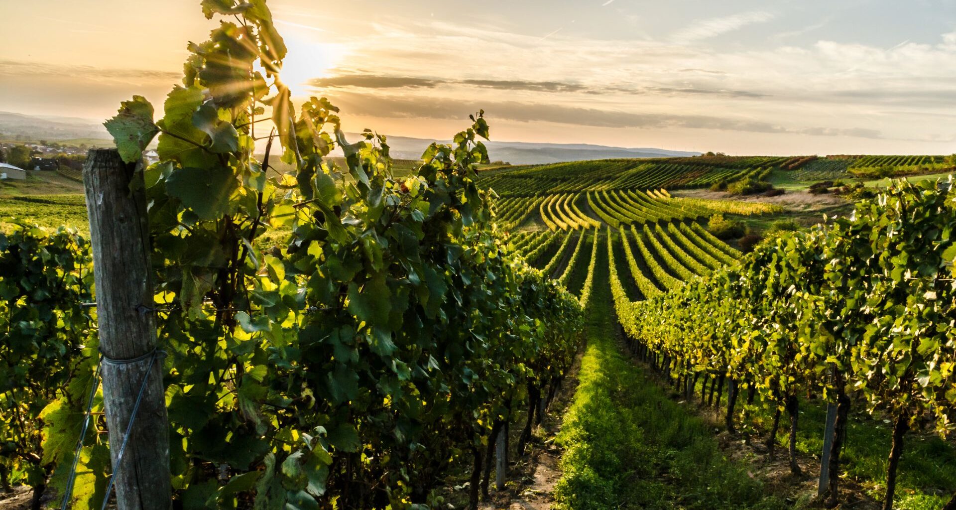 Researchers just made an extraordinary discovery about the common noctule — and it's nothing short of amazing.