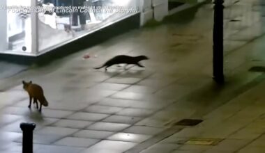Footage of River Otter Scurrying Through Lincoln–a Delightful Reward for Decades of Conservation Work