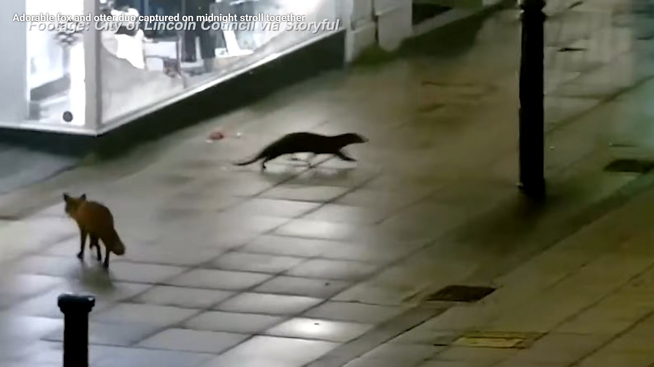 Footage of River Otter Scurrying Through Lincoln–a Delightful Reward for Decades of Conservation Work