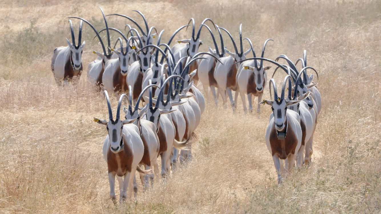 'Extinct' Graceful Oryx Thriving in the Saharan Wilds Thanks to Decades of Captive Breeding