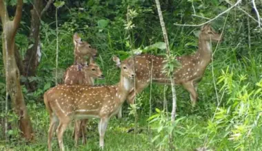 Pablo Escobar's Chital Deer: The New Biological Crisis Threatening Colombia's Magdalena Medio