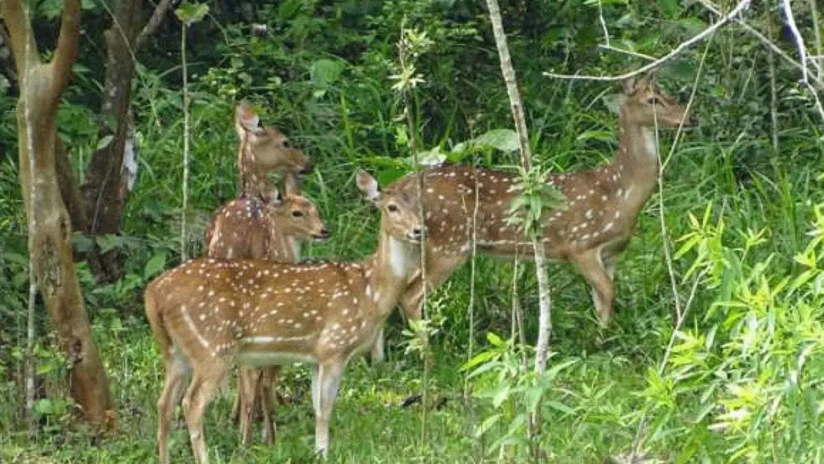 Pablo Escobar's Chital Deer: The New Biological Crisis Threatening Colombia's Magdalena Medio