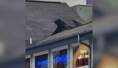 Driver Pulls Over When She Spots Someone Huge On The Roof Of Bubba Gump Shrimp
