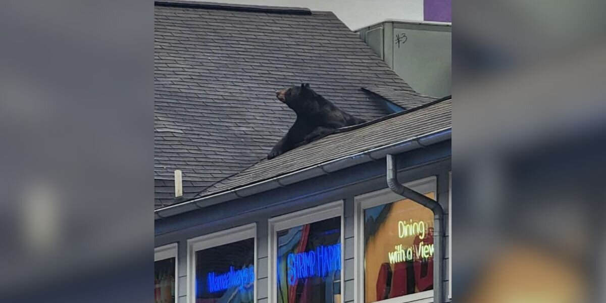Driver Pulls Over When She Spots Someone Huge On The Roof Of Bubba Gump Shrimp