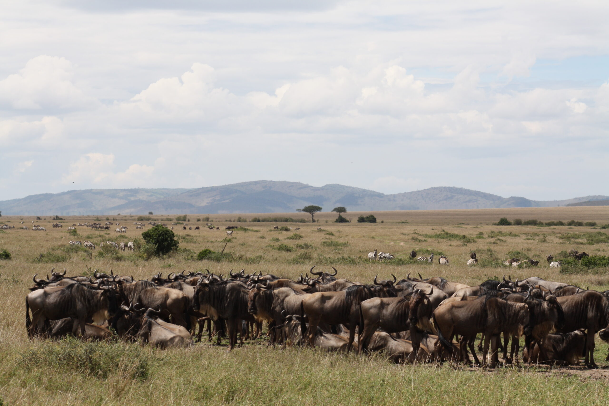 Wildebeest during the migration in Serengeti National Park, Tanzania