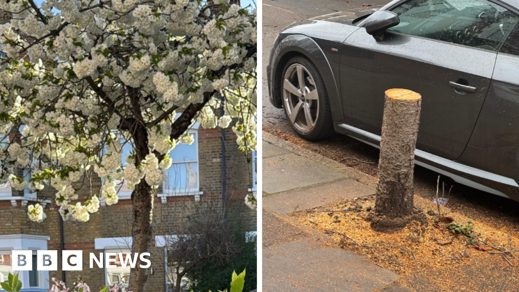 Richmond tree felled on wrong street due to 'human error'