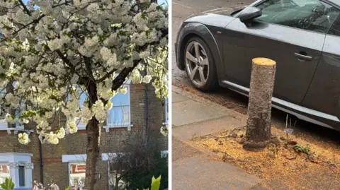 Contributed Tree on the left has pink and white blossoms on a sunny day where as image on the right shows a newly cut stump with sawdust on the ground.