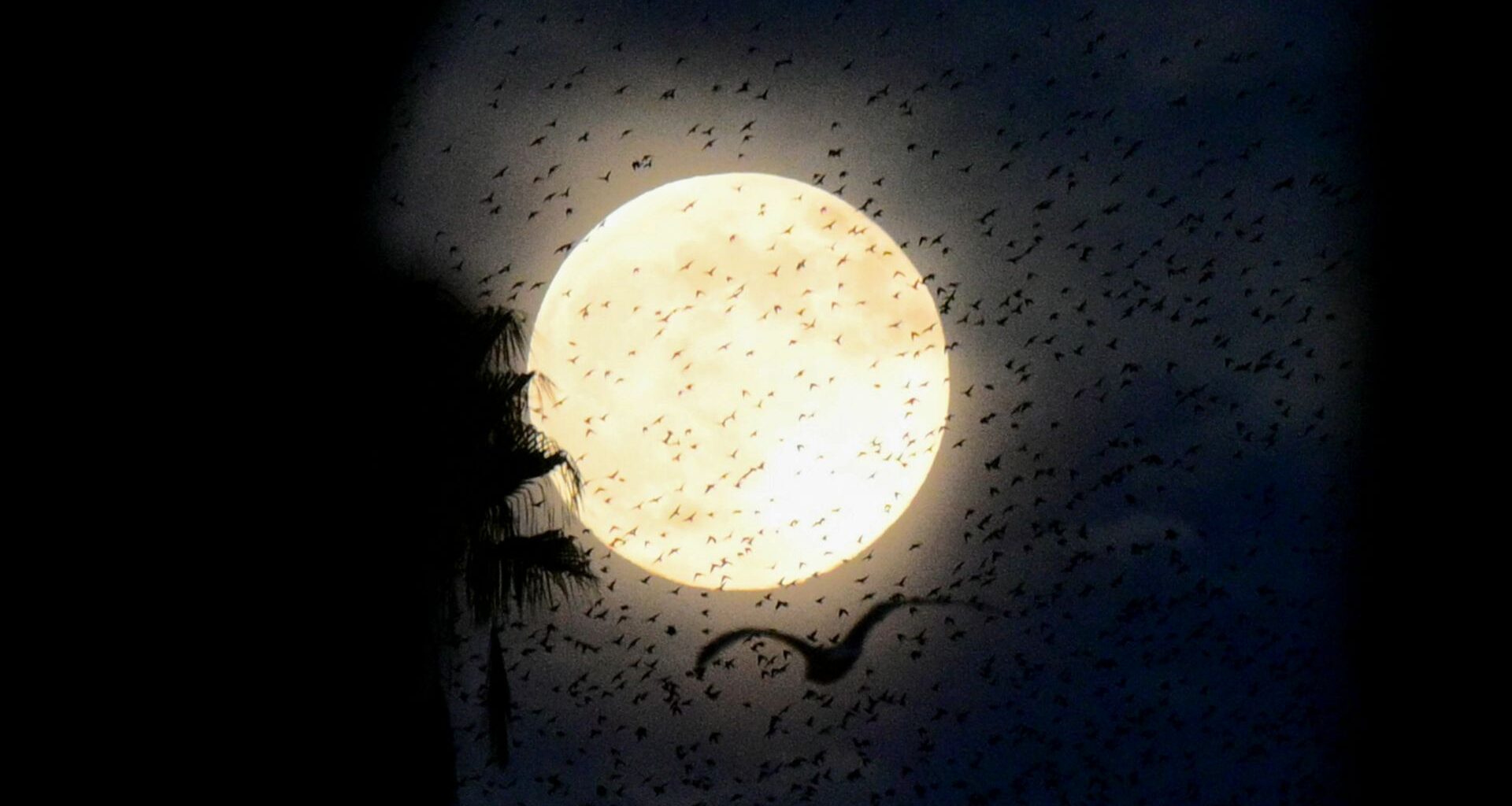 Hundreds of birds are pictured flocking in front of a full moon as it shines against a dark night sky, with the silhouette of palm trees to either side of the screen.